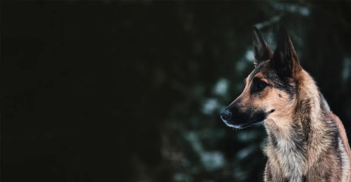 Berger belge malinois de profil, attentif, sur fond de forêt sombre