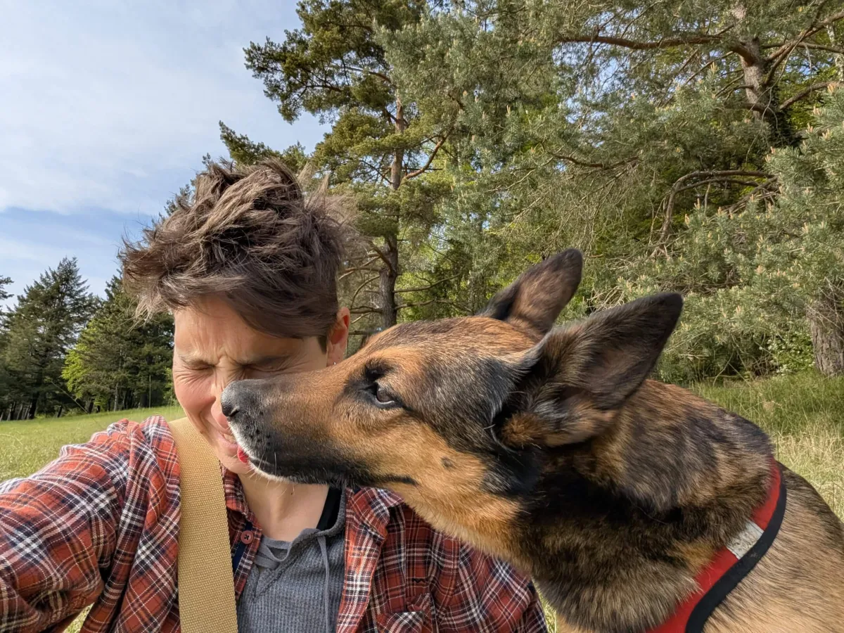 Un berger allemand pose sa truffe contre la joue de son humain, dans un pré